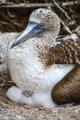Blue-Footed Booby (Sula nebouxii) on the Galapagos Islands, Ecuador