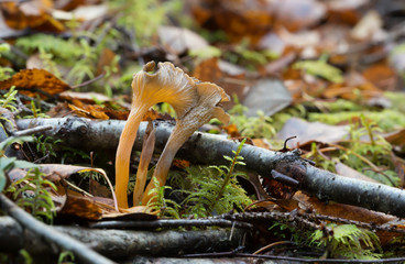 Yellow foot, Cantharellus lutescens
