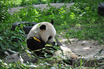 Panda at the Beijing Zoo