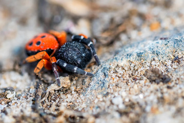 Ladybird spider or Eresus kollari close