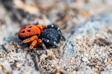 Ladybird spider or Eresus kollari close