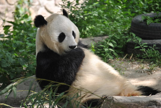 Panda at the Beijing Zoo