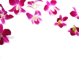pink orchids on white background