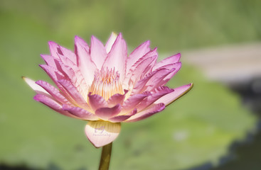 Obraz premium Lotus on a pink background