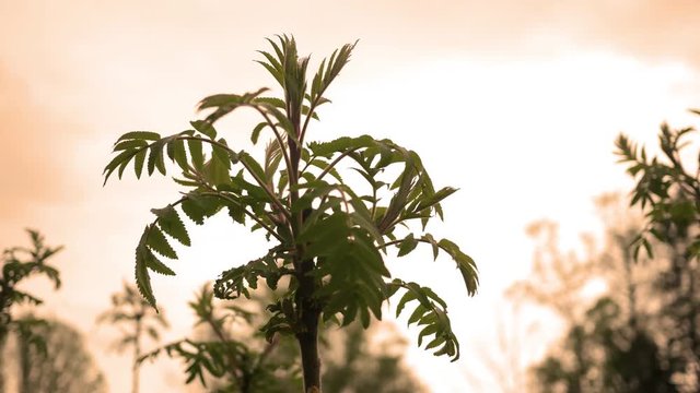 Ailanthus Altissima - an invasive sumac species in a valley near sunset