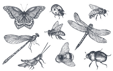 Insects sketch decorative set in sketch style
