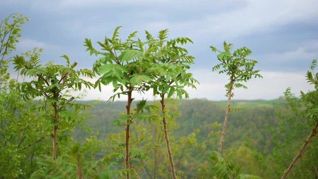 Ailanthus Altissima - an invasive sumac species in a valley