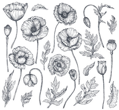 Vector collection of hand drawn poppy flowers