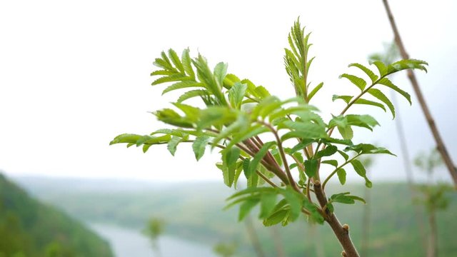 Ailanthus Altissima - an invasive sumac species in a valley