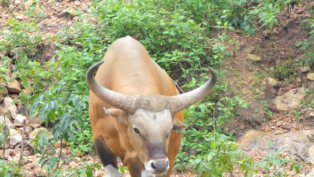 Banteng ox (Bos Javanicus) in topical rain forest, a species of wildlife found in Southeast Asia.