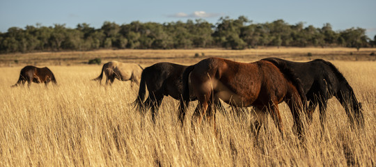 Australian horses in the paddock during the day
