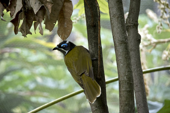 Blue Faced Honeyeater