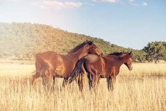 Australian horses in the paddock during the day