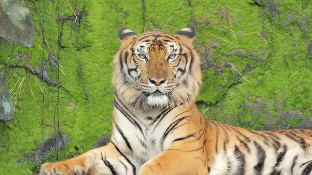 Indochinese tiger was yawning on rock background, filled with moss, in topical rain forest.
