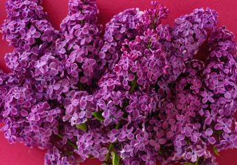 Obraz premium nice lilac flowers