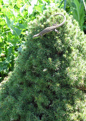 green lizard. Animals