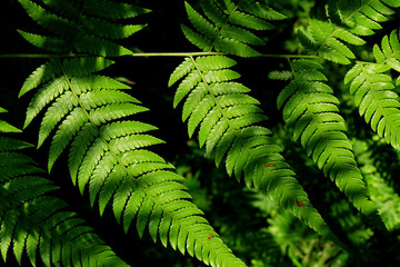 Leaf plant green tree nature 
