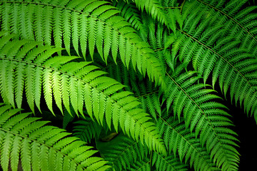 Leaf plant green tree nature 