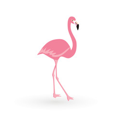 Pink flamingo . Vector illustration .Isolated on white background. Bird illustration design on background.