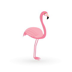 Pink flamingo . Vector illustration .Isolated on white background. Bird illustration design on background.