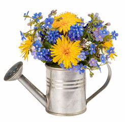 dandelions and forget-me-nots in toy decorative small garden watering-cane isolated on white background