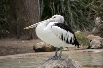 pelican