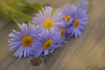 Fototapeta premium Violet Purple Daisy Chrysanthemum Chamomile Bouquet Rustic Wooden background Copy Space