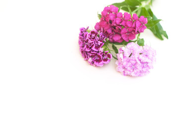 Pink Carnation Flower Isoalted on White Bouquet. Floristic Arrangement Greetin Card