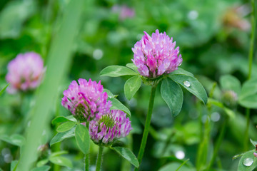 Obraz premium 雨上がりのムラサキツメクサ