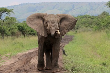 Fototapeta na wymiar african Elephant Bull, Rwanda