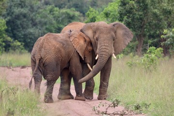 Fototapeta na wymiar two african Elephant Bulls together, Rwanda