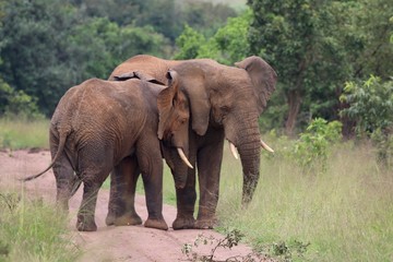 Fototapeta na wymiar Two african elephant Bulls, Rwanda