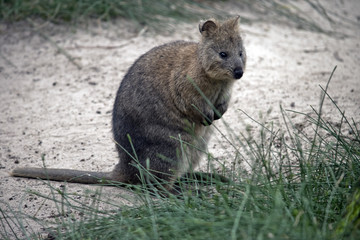 quokka