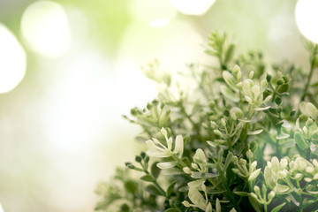 green plant background