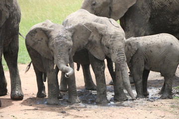 african elephant, young elephants playing in the dust after bathing in a small waterhole, Tanzania, Africa