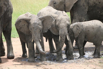 african elephant, young elephants playing in the dust after bathing in a small waterhole, Tanzania, Africa