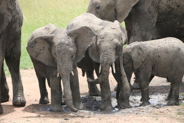 Naklejka premium african elephant, young elephants playing in the dust after bathing in a small waterhole, Tanzania, Africa