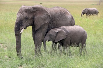 Naklejka na ściany i meble african elephant, Mother and hungry baby, Tanzania