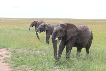 Fototapeta na wymiar three african elephants, tanzania