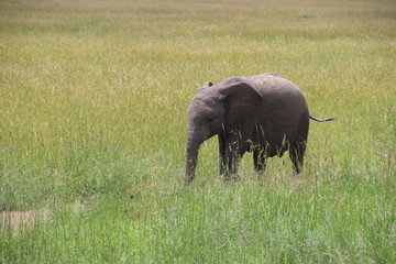 Fototapeta premium african elephant Baby, two month old, Tanzania