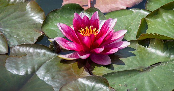 Red water lily on leaf in small pond