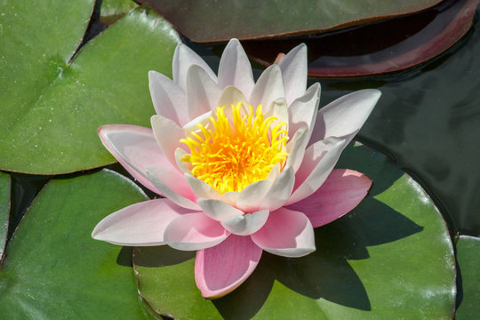 Pink blossom of water lily on leaf in small pond