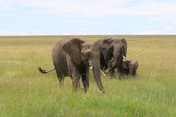 Naklejka na ściany i meble african elephants, Serengeti, Tanzania