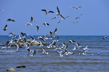 Seagulls fly in free