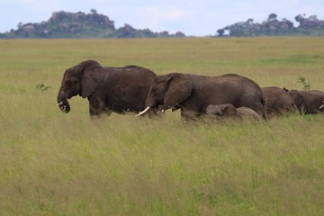 african Elephant, Family, Tanzania