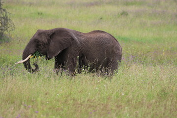 Naklejka na ściany i meble African Elephant Bull with bundle of flowers, Serengeti