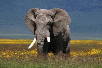 Obraz na płótnie Canvas Strong African elephant bull stands in a flower field. Rainy season, Serengeti, Tanzania