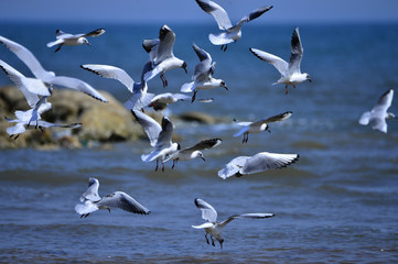Seagulls fly in free