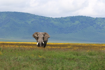 Obraz premium Strong African elephant bull stands in a flower field. Rainy season, Serengeti, Tanzania