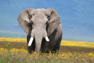 Strong African elephant bull stands in a flower field. Rainy season, Serengeti, Tanzania